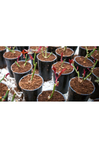  Роза кустовая 4-х Ветров – саженцы в горшках